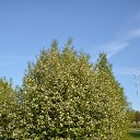 ���� ��������, ������, 39 ��� - ��������� 28 ������� 2015 � ������ ���� ����������