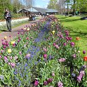 Keukenhof �� ������� ��������� ������