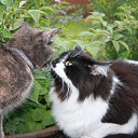  , -, 54  -  12  2015   