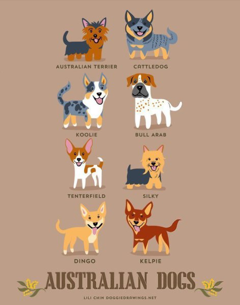 Dog breeds - 3