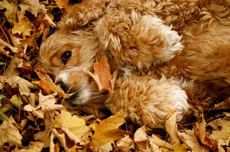 Он любит играть листьями. Осенний кокер спаниель. Животные осенью. Собака осень. Рыжая собака в листве.