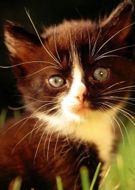 |В| Счастье есть... |В| - 12 августа 2015 в 23:26 - 6