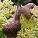 ���� Vikont, �����, 56 ��� - ��������� 20 ���� 2015 � ������ �������