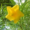    -  ,  -  23  2015    2014.  Peace.  11-.