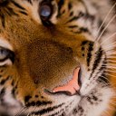 ���� ��������, �����-���������, 33 ���� - ��������� 15 ���� 2015 � ������ ���� ����������