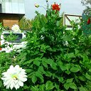 ���� ��������, ���������, 62 ���� - ��������� 17 �������� 2015 � ������ ���� ����������