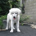 ���� �������, �������, 63 ���� - ��������� 17 ������� 2015 � ������ ���� ����������