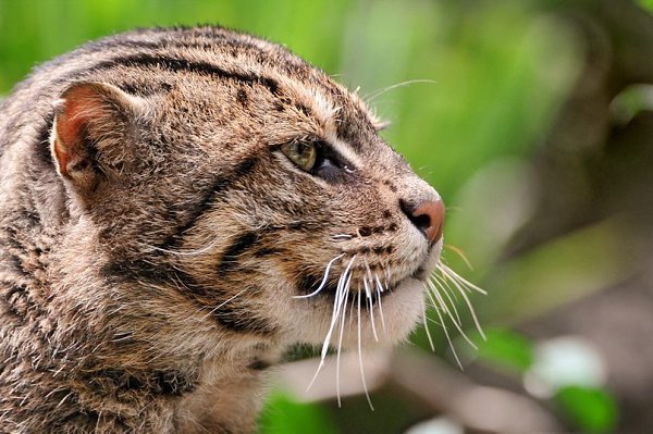 Кот - рыболов, она же Виверровая кошка, она же Крапчатая кошка, – дикая кошка Юго-Восточной Азии. ...