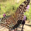 ���� Edmond, �����, 51 ��� - ��������� 1 ���� 2015 � ������ ���� ���� � ��������