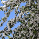 ���� ����, �����-���������, 57 ��� - ��������� 26 ������� 2015 � ������ ��������