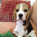 ���� O.l., �����, 59 ��� - ��������� 28 ��� 2015 � ������ ���� ����������