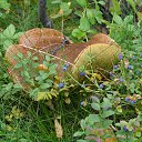 Boletus edulis Vaccnium myrtllus    