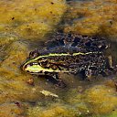 ���� �����, �����, 64 ���� - ��������� 9 ���� 2015 � ������ ����� ���� ���� (07.06.2015)�