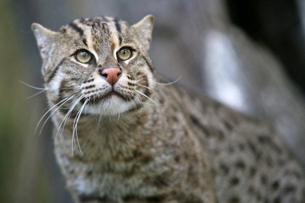 Кот - рыболов, она же Виверровая кошка, она же Крапчатая кошка, – дикая кошка Юго-Восточной Азии. ... - 3