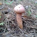 Cortinarius rubellus   