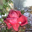  Blondincik, , 56  -  21  2015    