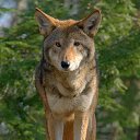 ���� ���, ������, 33 ���� - ��������� 12 �������� 2015