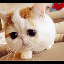  Igor, , 51  -  20  2015    