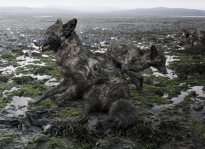   (Simen Johan)  ,    .     1973 ... - 12