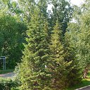 ���� ��������, ��������, 70 ��� - ��������� 4 ���� 2015 � ������ ������ ����