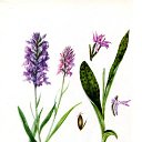 �������� - Orchis.
� ���������� �������� ����: Orchis latifolia L.. Orchis maculata L., Orchis mascula L., Orchis millitaris L., Orchis morio L. 
������������ �������� �� ���������� ����������� ������� �� ����� ���� ������. ��������, ��� ��������� �� ������� ���������� ��� ���������� ������� ������ �� ���, ����� ��� ������ ���� ���������� �������. ����� �������� �������.
����������� �������� ��������������� ����������, ����������� ���������� ����� �� ����������� �����������.
����������� ��� ���� �� ������� �������������� �������߻