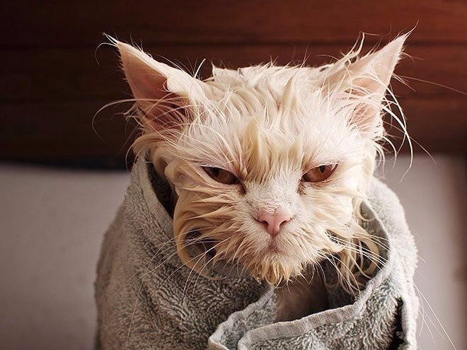   .#animal@travel.blog - 2