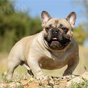  , --, 52  -  21  2015    .