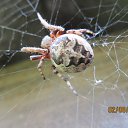 ���� Elena, �������, 70 ��� - ��������� 11 ���� 2015 � ������ ���� ����������