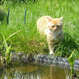 �����, �������, 58 ���