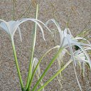    -  ,  -  23  2015    2014.  Lawana.  11-. (2 )