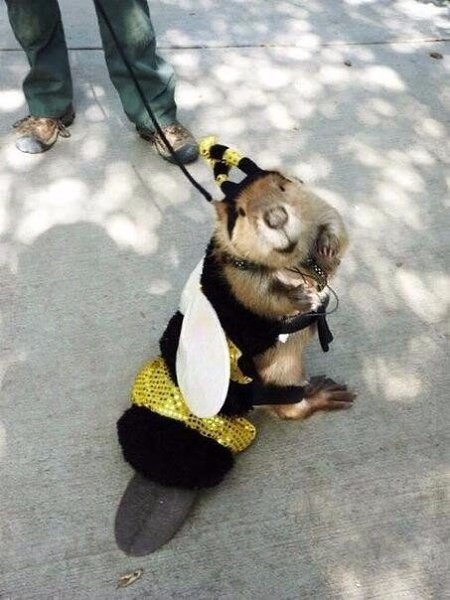    .#animal@travel.blog