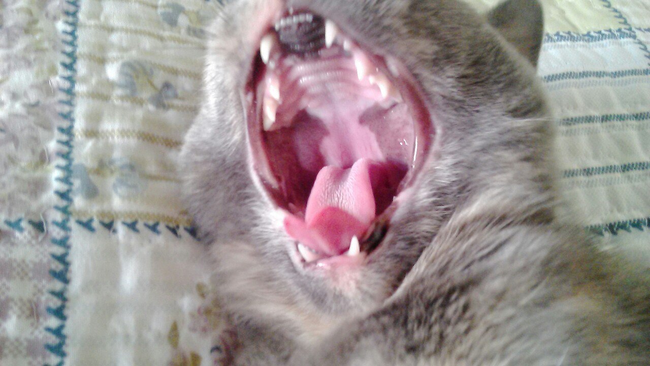 , , !!