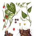 ������ ������ (��������, �������) - Tamus communis L.
� �������� �������� ������� ����������� ��� ������� ��������, ������, ��� ���������� ���, ��� �������.
�������� ������ �������� ���������� ��� � ��������� ������������ ��������, � � ������� ����� �������� ����� � ������. ����������� ���������� �������� ����� ����������� ��������� ��������. ������� ������� �� ���������� ������������ - ������ �������� ���������. �� ������� �������������� �������߻