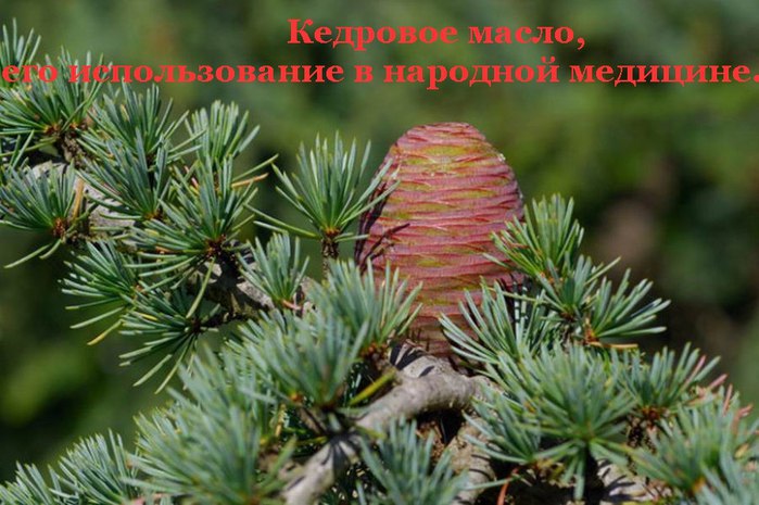 Кедровое масло, его использование в народной медицине. Масло кедрового ореха – это особое масло, в ...