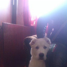 ���� �������, �������, 41 ��� - ��������� 21 ���� 2015