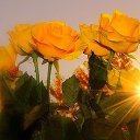 ���� �����, �����, 83 ���� - ��������� 15 ���� 2015 � ������ ������ ��������