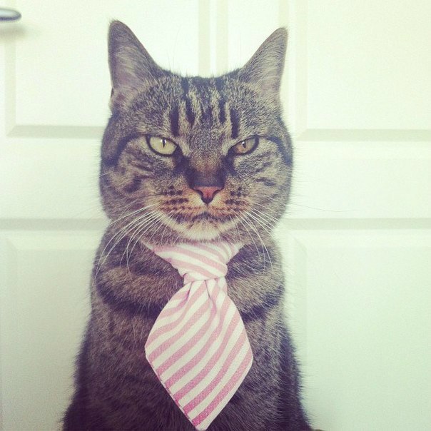 Важный кот. Важный кот картинки. Типа важный котик. Картинки важных котов