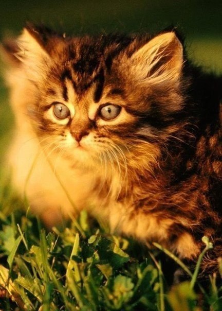 |В| Счастье есть... |В| - 12 августа 2015 в 23:26 - 4