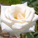 ���� �����, ����, 82 ���� - ��������� 6 ������� 2015 � ������ �����ۻ