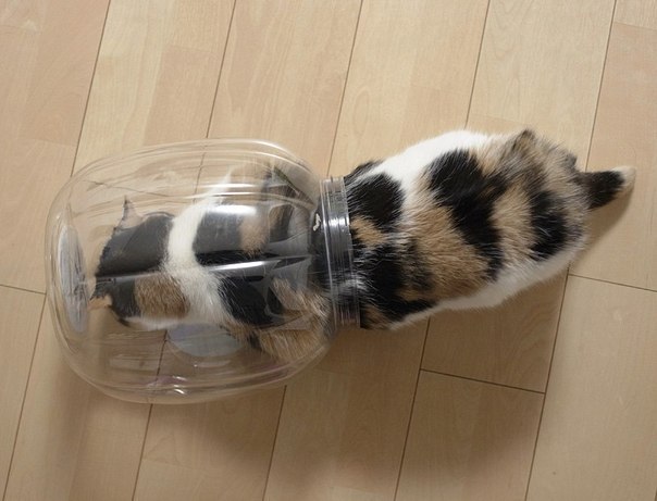Приключения трехлитрового кота. - 2