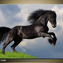 ���� Vladimip, �����������, 60 ��� - ��������� 29 ���� 2015 � ������ ������ ��������