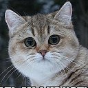 ���� ���������, �����-��������� - ��������� 15 �������� 2015