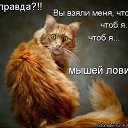 ���� ����, �����, 57 ��� - ��������� 24 ������ 2015 � ������ ���� ����������