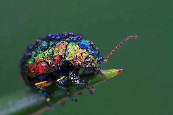     Chrysolina cerealis,       ...