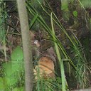 ���� ������, �������, 41 ��� - ��������� 12 ���� 2015 � ������ ����� �����