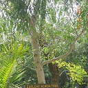    -  ,  -  4  2015    2014.  Ibis.  7-.