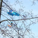 ���� ����, �������, 43 ���� - ��������� 10 ��� 2015 � ������ ������ ��������