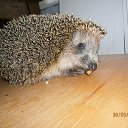 ���� ��������, �����-��������� - ��������� 6 ���� 2015 � ������ ���� ����������