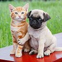   (), , 51  -  15  2015    