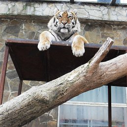 Alexey, �������, 47 ���